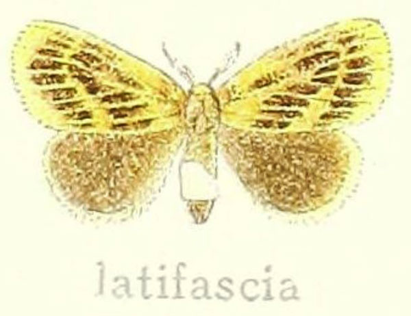 /filer/webapps/moths/media/images/L/latifascia_Euproctilla_HT_Hering_20i.jpg