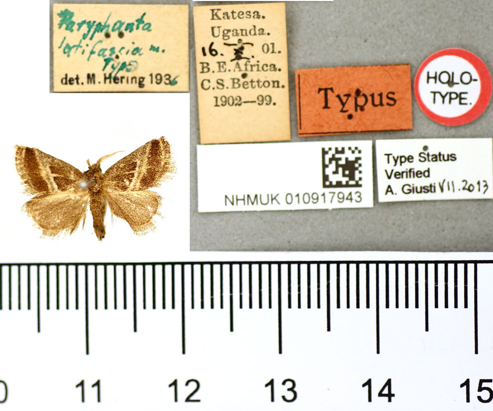 /filer/webapps/moths/media/images/L/latifascia_Paryphanta_HT_BMNH.jpg