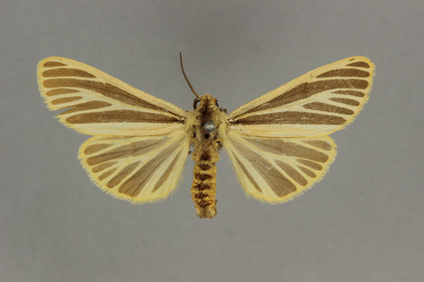 /filer/webapps/moths/media/images/L/latifasciata_Acantharctia_PLT_BMNH.jpg