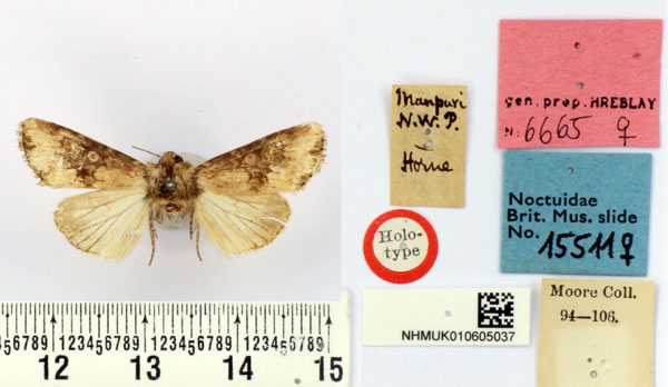 /filer/webapps/moths/media/images/L/latifasciata_Apamea_HT_BMNH.jpg