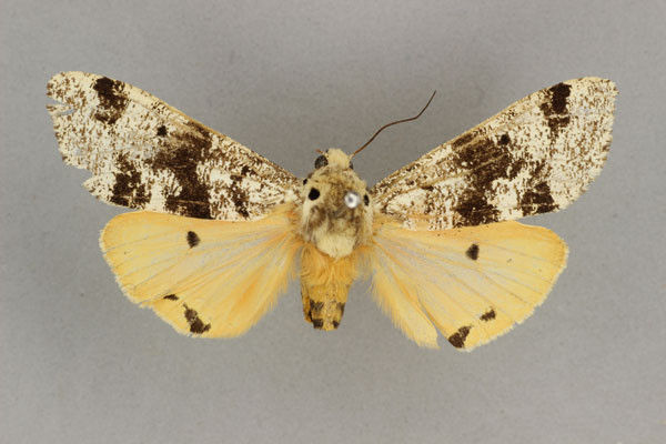 /filer/webapps/moths/media/images/L/latifasciata_Teracotona_HT_BMNH.jpg
