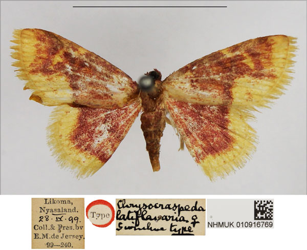 /filer/webapps/moths/media/images/L/latiflavaria_Chrysocraspeda_HT_NHMUK.jpg