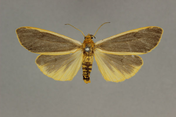 /filer/webapps/moths/media/images/L/latifusca_Acantharctia_LT_BMNH.jpg