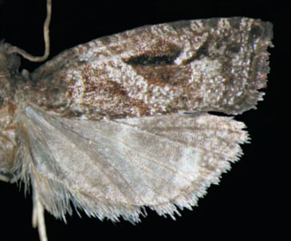 /filer/webapps/moths/media/images/L/latiloba_Epinotia_HT_Trematerra.jpg