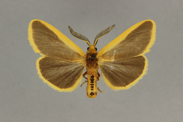 /filer/webapps/moths/media/images/L/latimarginalis_Amsacta_HT_BMNH.jpg