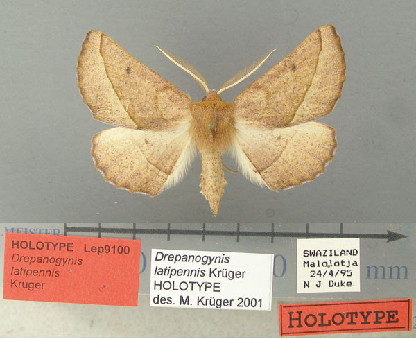 /filer/webapps/moths/media/images/L/latipennis_Drepanogynis_HT_TMSA.jpg