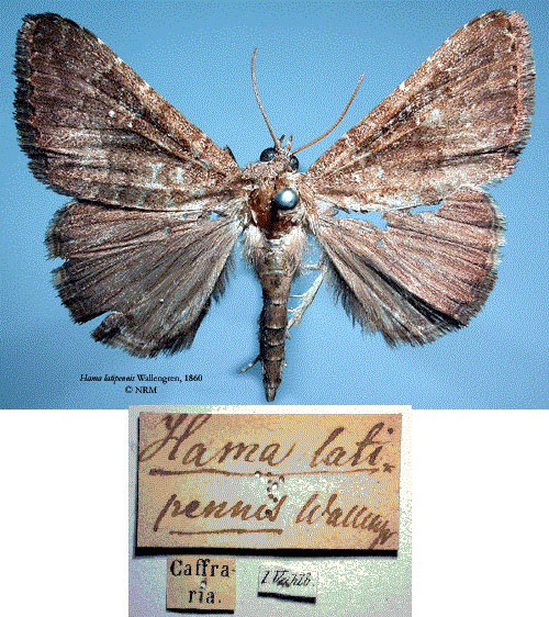 /filer/webapps/moths/media/images/L/latipennis_Hama_HT_SNHM.jpg