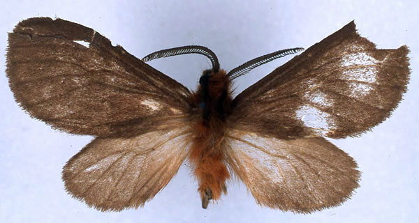 /filer/webapps/moths/media/images/L/latipennis_Metarctia_HT_BMNH_01.jpg