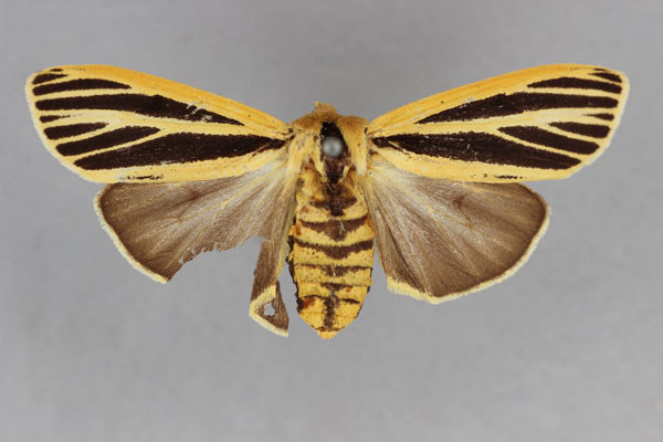 /filer/webapps/moths/media/images/L/latiradiata_Spilosoma_HT_BMNH.jpg