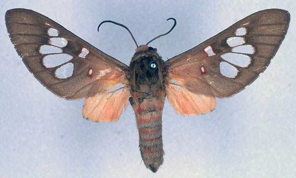 /filer/webapps/moths/media/images/L/laureola_Balacra_STM_BMNH_01.jpg