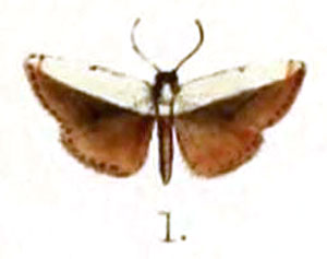 /filer/webapps/moths/media/images/L/lauta_Selenis_HT_Butler_1878-1.jpg