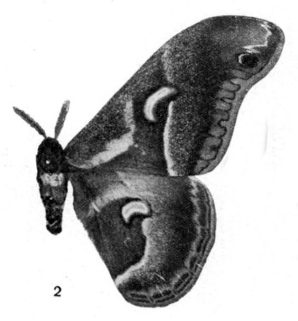/filer/webapps/moths/media/images/L/lecerfi_Drepanoptera_HT_Testout_1936_2-2.jpg
