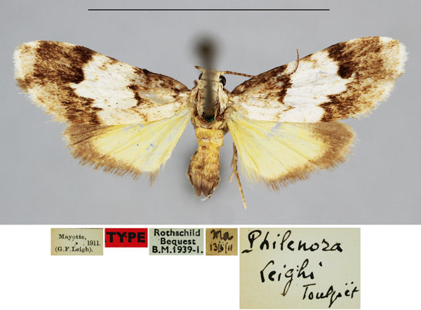/filer/webapps/moths/media/images/L/leighi_Exilisia_HT_BMNH_0ihhd4m.jpg