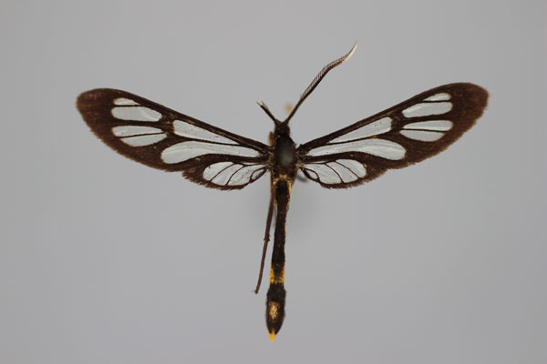 /filer/webapps/moths/media/images/L/leimacis_Amata_A_BMNH.jpg