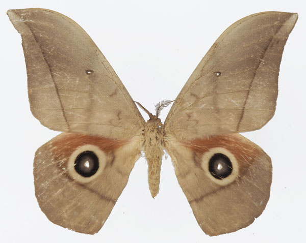 /filer/webapps/moths/media/images/L/lemairei_Lobobunaea_AM_Basquina.jpg