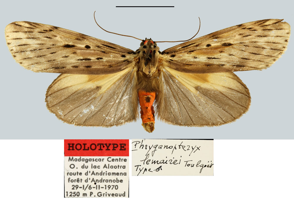 /filer/webapps/moths/media/images/L/lemairei_Phryganopteryx_HT_MNHN.jpg