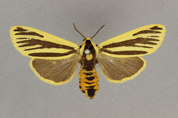 /filer/webapps/moths/media/images/L/lemniscata_Popoudina_HT_BMNH.jpg