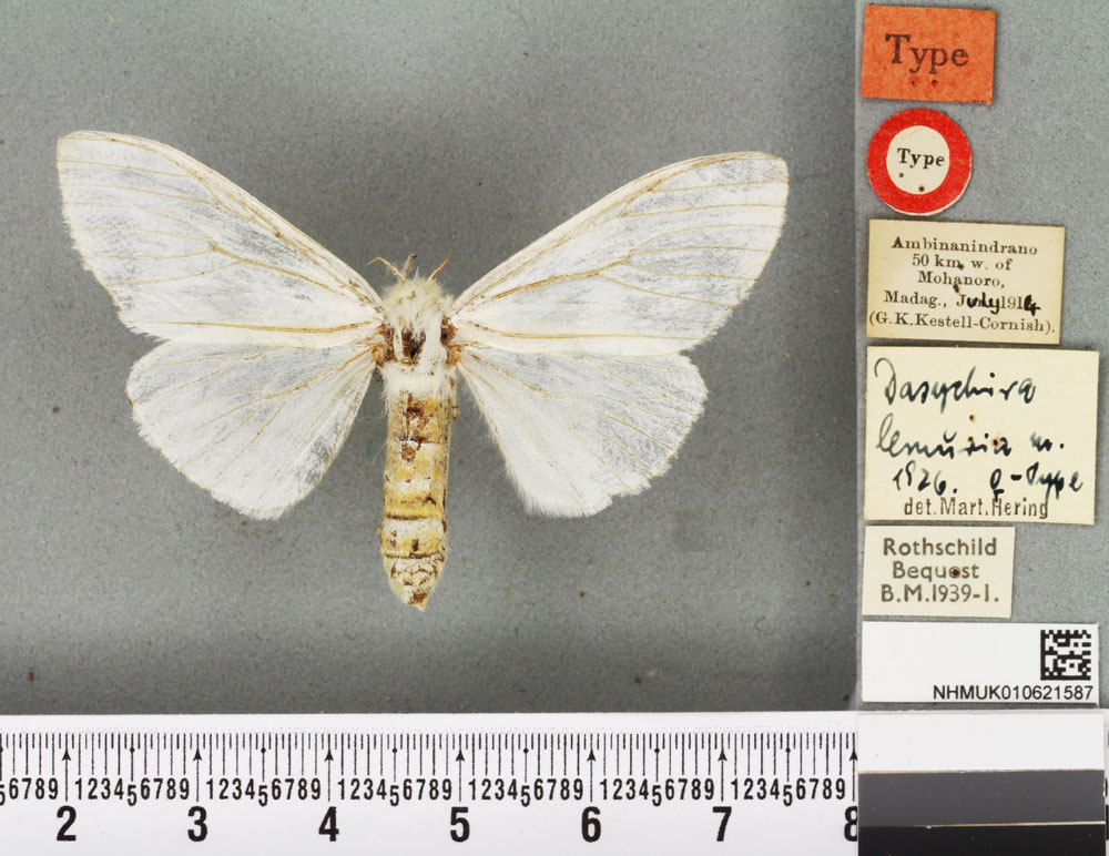 /filer/webapps/moths/media/images/L/lemuria_Dasychira_PLT_BMNH.jpg
