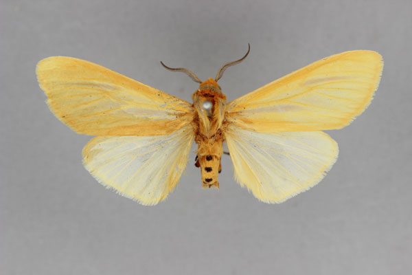 /filer/webapps/moths/media/images/L/lentifasciata_Pseudoradiarctia_LT_BMNH.jpg