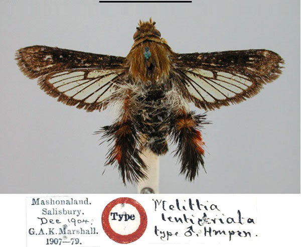 /filer/webapps/moths/media/images/L/lentistriata_Melittia_HT_BMNH.jpg