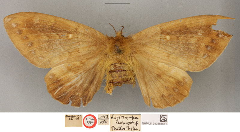 /filer/webapps/moths/media/images/L/leonina_Lasiocampa_HT_BMNH.jpg
