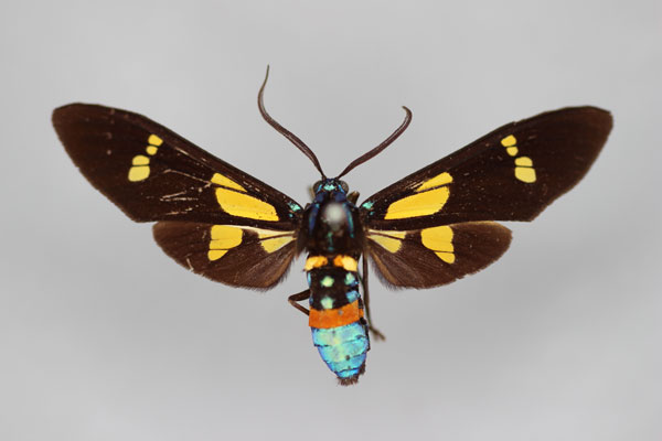 /filer/webapps/moths/media/images/L/leonis_Euchromia_HT_BMNH.jpg