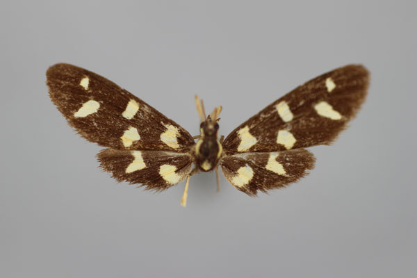 /filer/webapps/moths/media/images/L/leopardina_Maculonaclia_A_BMNH.jpg