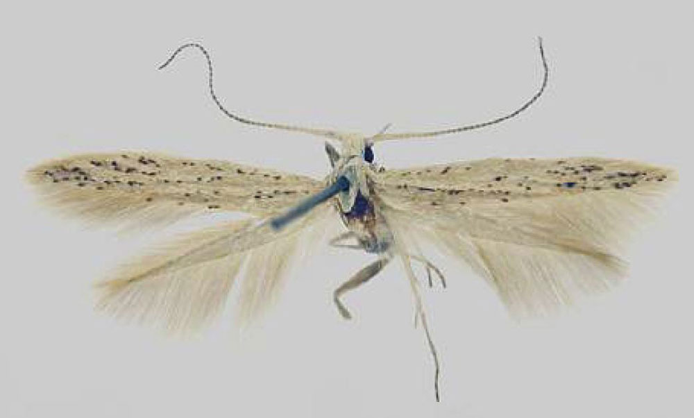 /filer/webapps/moths/media/images/L/leptella_Coleophora_HT_Baldizzone.jpg