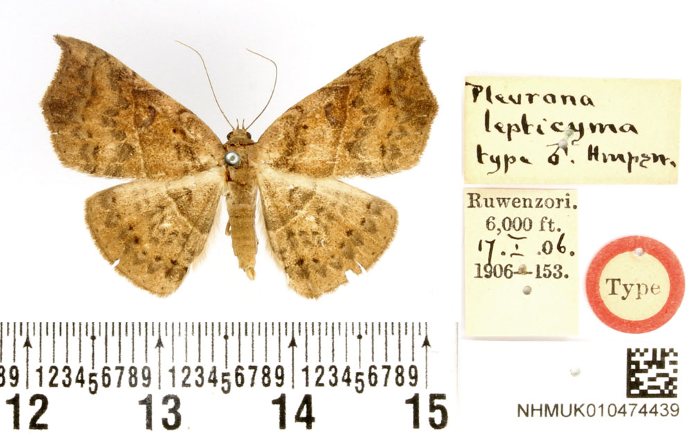 /filer/webapps/moths/media/images/L/lepticyma_Pleurona_HT_BMNH.jpg