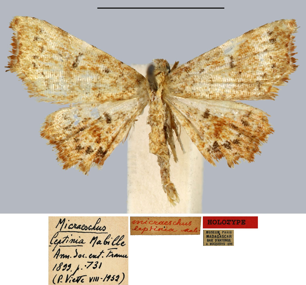 /filer/webapps/moths/media/images/L/leptinia_Micraeschus_HT_MNHN.jpg