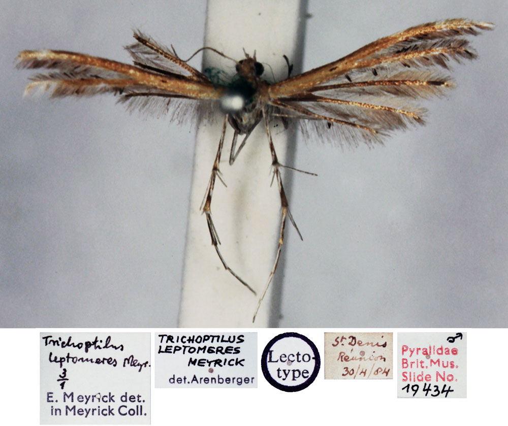/filer/webapps/moths/media/images/L/leptomeres_Trichoptilus_LT_BMNH.jpg