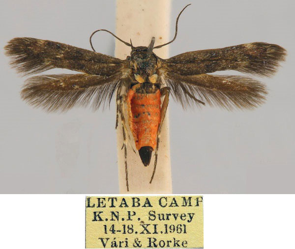 /filer/webapps/moths/media/images/L/letabensis_Eretmocera_HT_TMSA_28u3W6z.jpg
