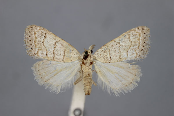 /filer/webapps/moths/media/images/L/leucalea_Meganola_A_BMNH.jpg