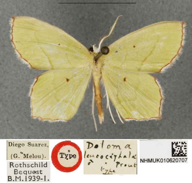 /filer/webapps/moths/media/images/L/leucocephala_Doloma_HT_BMNHa.jpg