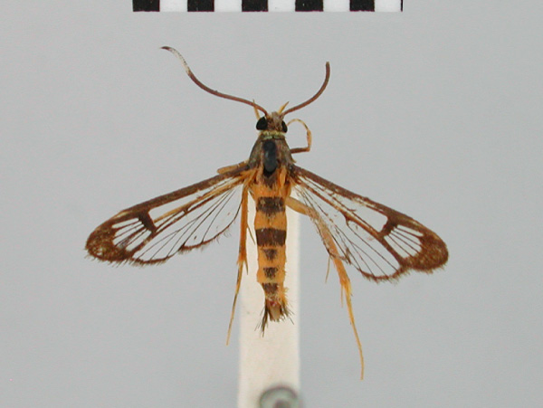 /filer/webapps/moths/media/images/L/leucocera_Chamanthedon_HT_BMNH.jpg
