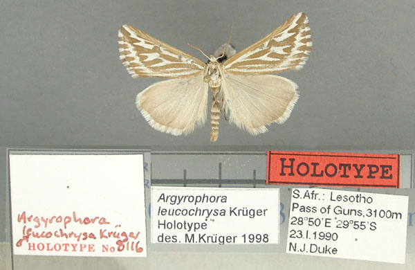 /filer/webapps/moths/media/images/L/leucochrysa_Argyrophora_HT_TMSA.jpg