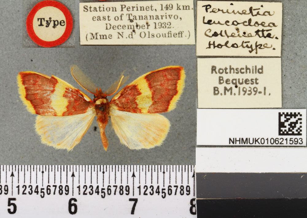 /filer/webapps/moths/media/images/L/leucocloea_Perinetia_HT_BMNH.jpg
