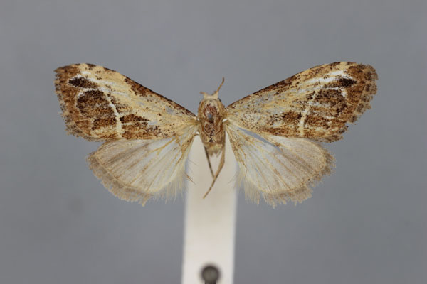 /filer/webapps/moths/media/images/L/leucographa_Meganola_AT_BMNH.jpg