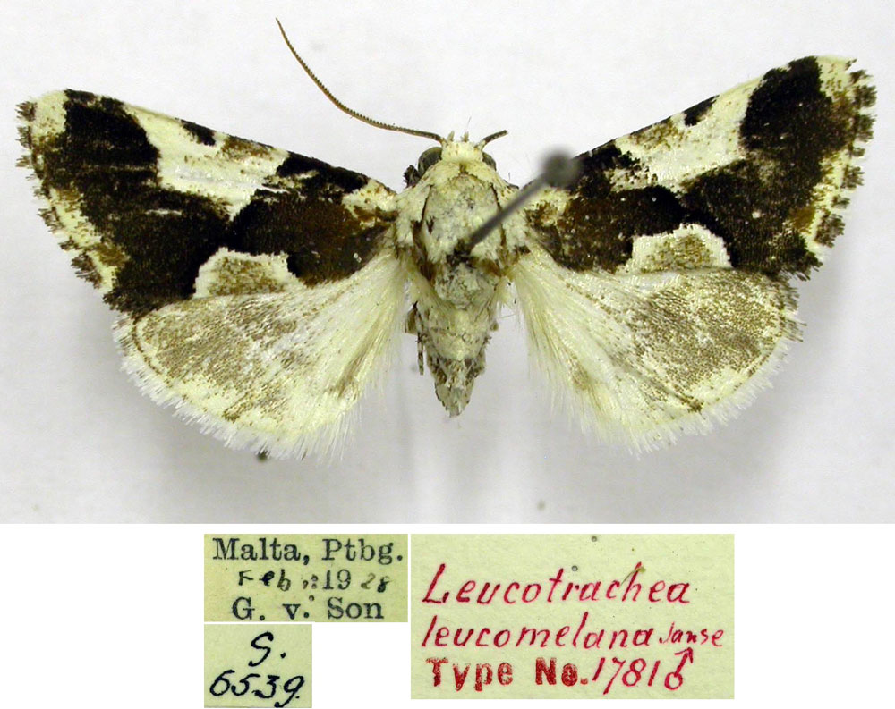 /filer/webapps/moths/media/images/L/leucomelanica_Leucotrachea_HT_TMSA.jpg