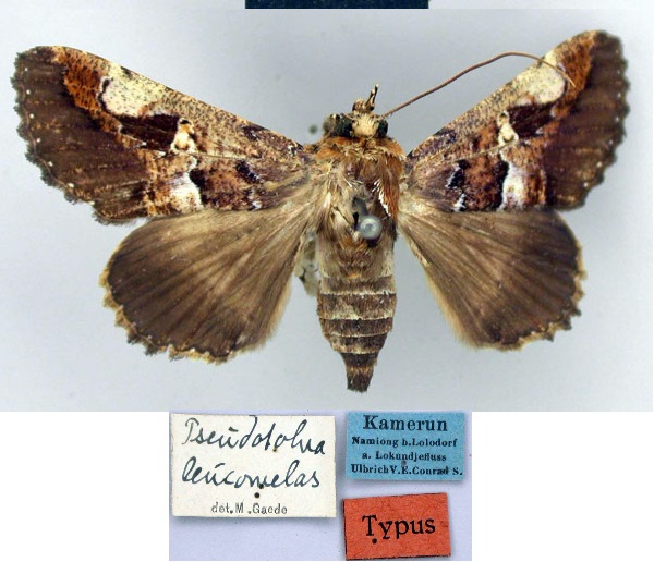 /filer/webapps/moths/media/images/L/leucomelas_Pseudotolna_HT_ZMHB.jpg