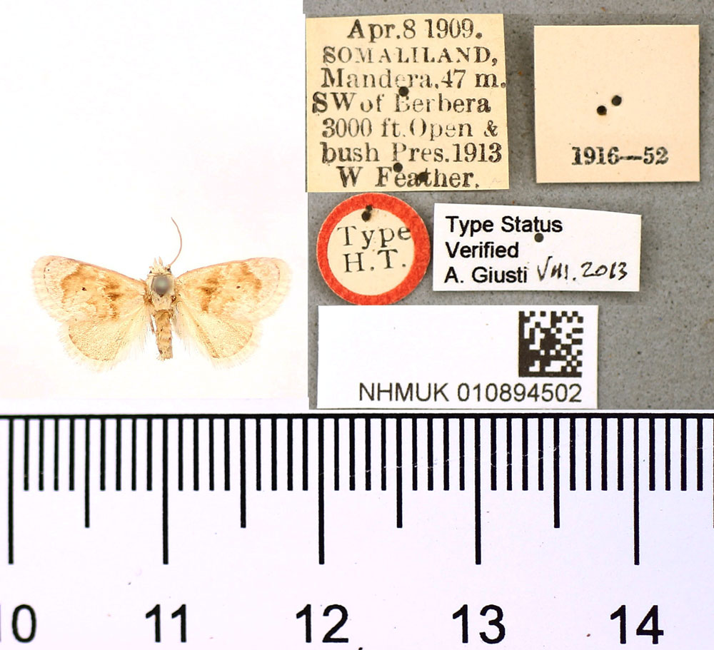 /filer/webapps/moths/media/images/L/leucomera_Gavara_HT_BMNH.jpg