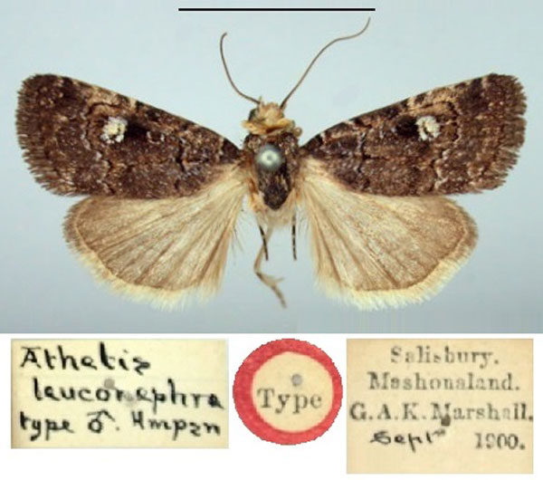 /filer/webapps/moths/media/images/L/leuconephra_Athetis_HT_BMNH.jpg