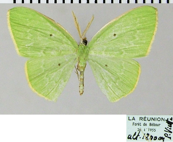 /filer/webapps/moths/media/images/L/leuconeura_Comostolopsis_AM_ZSMa.jpg