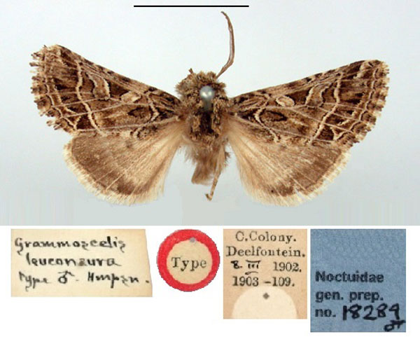 /filer/webapps/moths/media/images/L/leuconeura_Grammoscelis_HT_BMNH.jpg