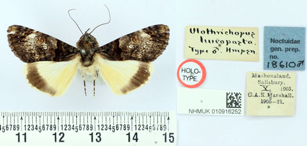 /filer/webapps/moths/media/images/L/leucopasta_Ulotrichopus_HT_BMNH.jpg