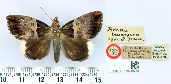 /filer/webapps/moths/media/images/L/leucopera_Achaea_HT_BMNH.jpg
