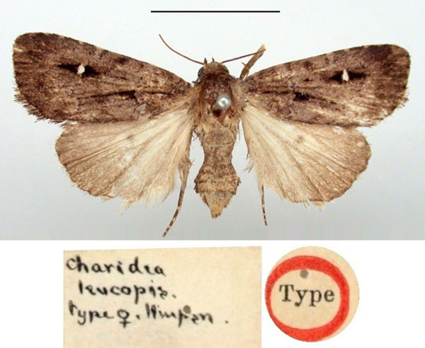 /filer/webapps/moths/media/images/L/leucopis_Charidea_HT_BMNH.jpg