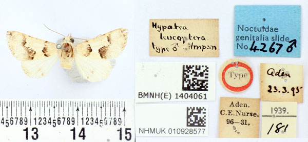 /filer/webapps/moths/media/images/L/leucoptera_Hypaetra_HT_BMNH.jpg