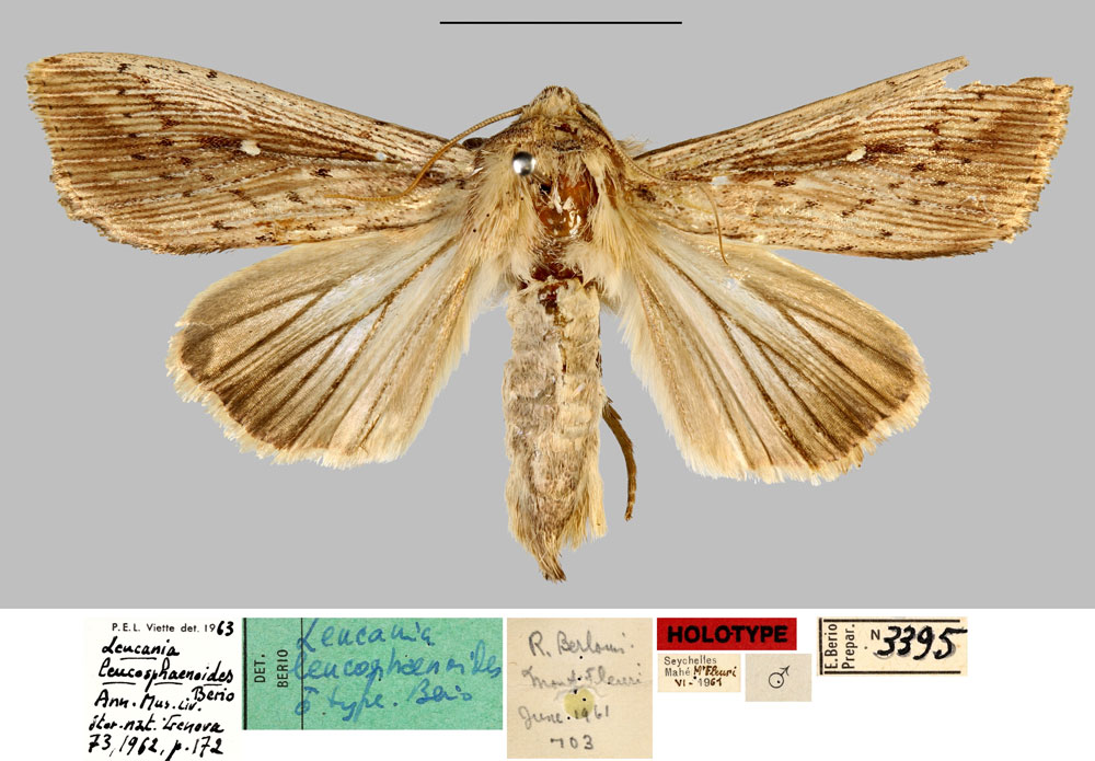 /filer/webapps/moths/media/images/L/leucosphaenoides_Leucania_HT_MNHN.jpg