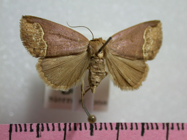 /filer/webapps/moths/media/images/L/leucosticha_Plecoptera_A_Revell.jpg